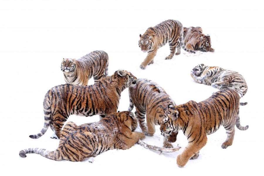 Playing Tigers