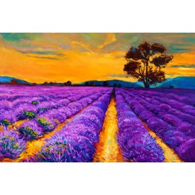 Lavender Field