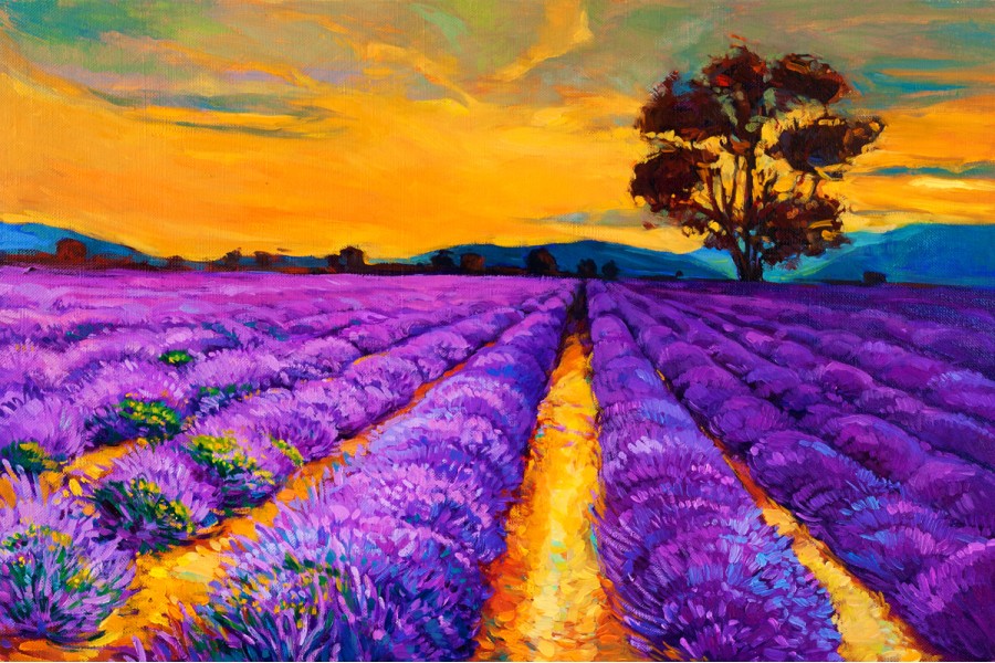 Lavender Field