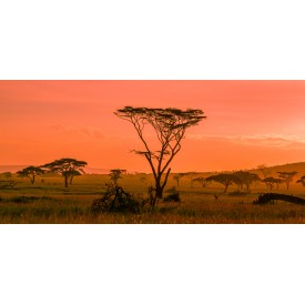 African sunset in the Serengeti National Park, Tanzania