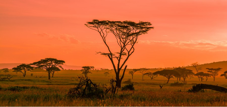 African sunset in the Serengeti National Park, Tanzania