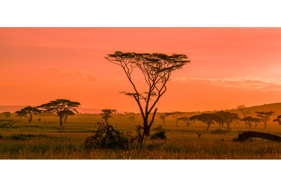 African sunset in the Serengeti National Park, Tanzania